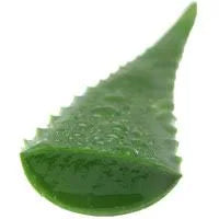 Aloe Vera Leaf