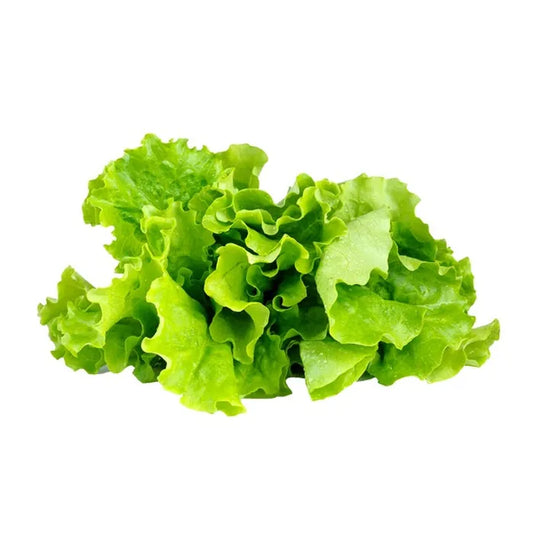 Green Leaf Lettuce