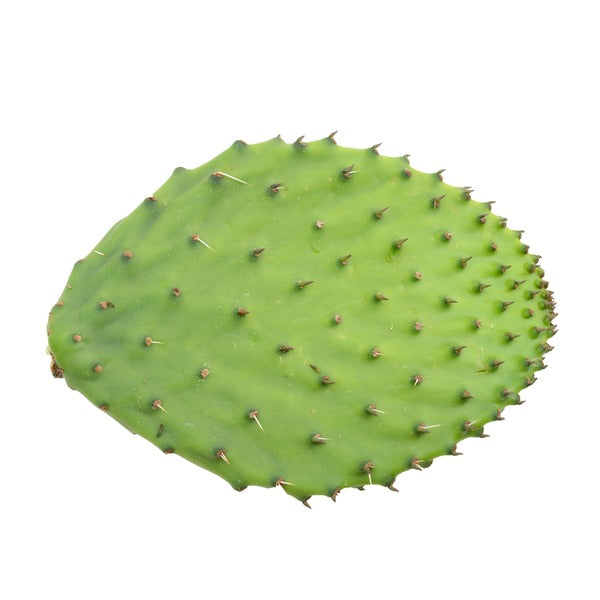 Nopal- Cactus Leaf